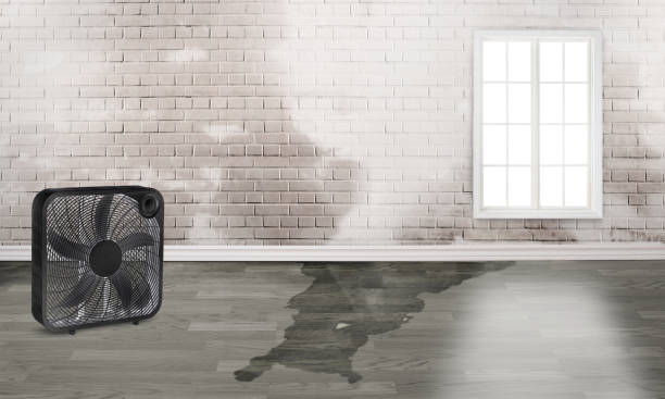 Best Carpet water damage restoration  in Silver Summit, UT